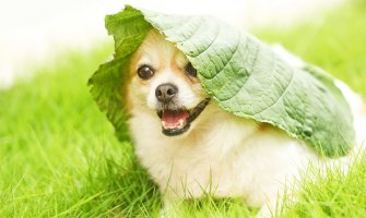 U srijedu počinje ljeto