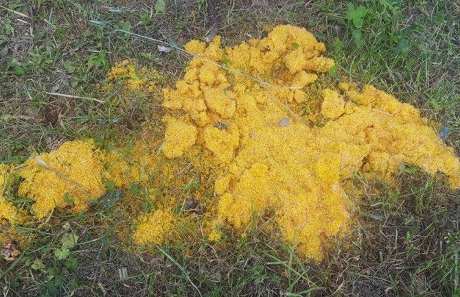 Ko je nadležan za uklanjanje otrova sa javnih površina u Nikšiću? 