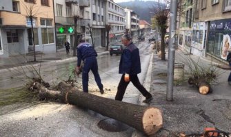 Agencija nije nadležna za drvorede u Pljevljima