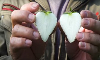 Pogledajte ove neobične bijele jagode (VIDEO)