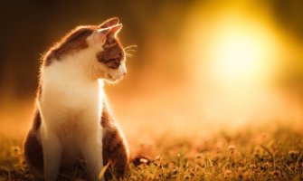 Danas sunčano, do 36 stepeni