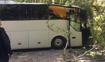 Biogradska gora: Drvo palo na autobus