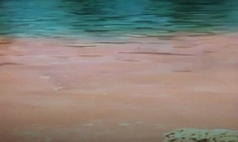 Bijelo Polje: Ekološka katastrofa na Limu,  ispuštene velike količine krvi