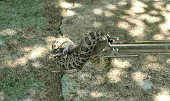 Herceg Novi: Vatrogasci iz kuće izvukli zmiju otrovnicu