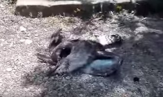 Mamula nije odgovorna za uginuće galebova na Lastavici 