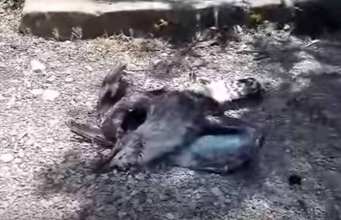 Mamula nije odgovorna za uginuće galebova na Lastavici 