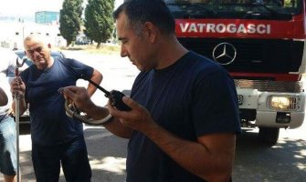 Burno ljeto za vatrogasce, gase požare, hvataju zmije...(FOTO)
