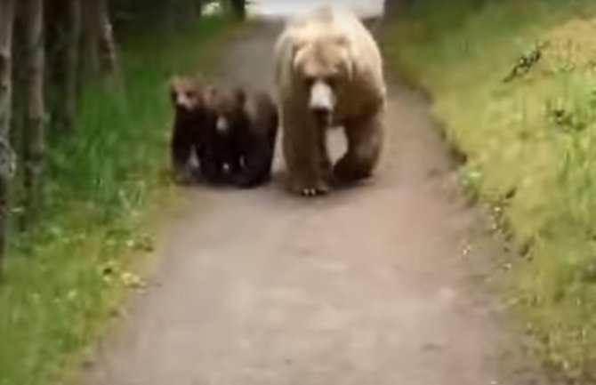 Pošao u park i susreo se oči u oči sa medvedom (VIDEO)