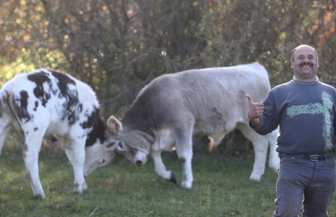 Zmaj od Šipova najveća zvijezda „Grmečke koride“