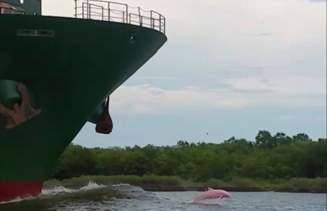 Uslikani rijetki roze delfini, plivali ispred broda (VIDEO)