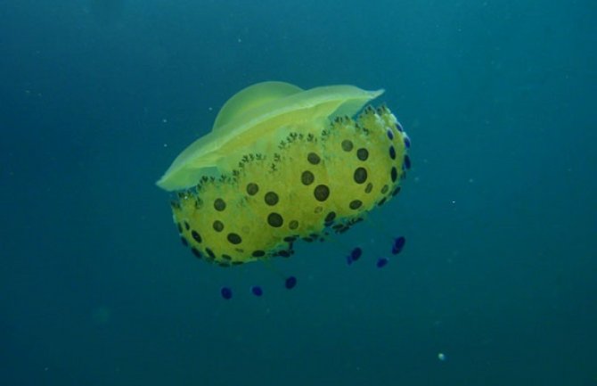 Toplo more, slabije struje, dovele jata meduza u zaliv Boke, evo šta raditi ako vas opeče