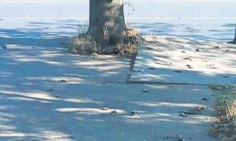 Na desetine uginulih ptica na nekoliko mjesta u Podgorici