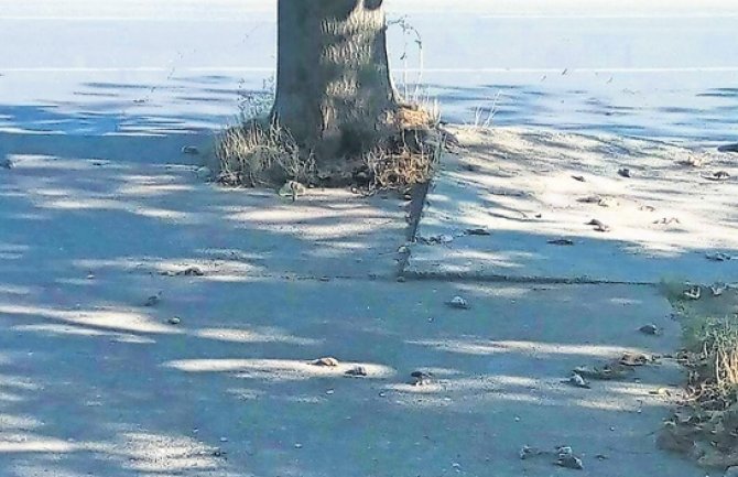 Na desetine uginulih ptica na nekoliko mjesta u Podgorici