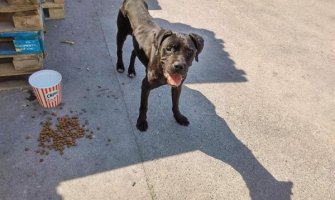 Na Marezi pronađen obješen pas (Foto)