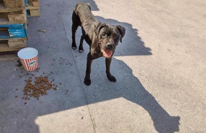 Na Marezi pronađen obješen pas (Foto)