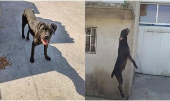 Sjutra protest građana zbog vješanja psa na Marezi