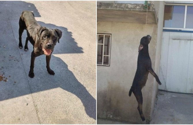 Sjutra protest građana zbog vješanja psa na Marezi