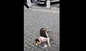 Scene umiranja pasa u Kolašinu neprihvatljive za zemlju kandidata za EU