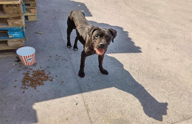 U Podgorici održan protestni skup zaštitnika životinja