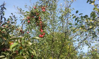 Novih 800.000 eura podrške za biljni sektor, više od pola novca ide na sjever