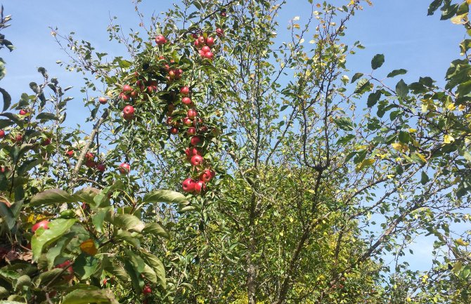 Novih 800.000 eura podrške za biljni sektor, više od pola novca ide na sjever