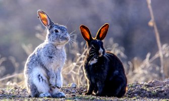 Danas sunčano, do 36 stepeni