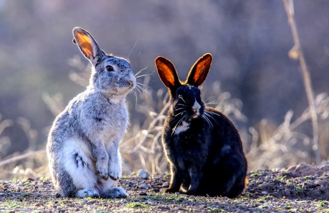 Danas sunčano, do 36 stepeni