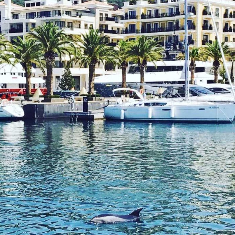 delfinportomontenegro250817