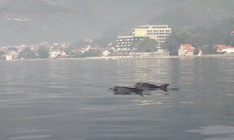 Ples Delfina uljepšao Bokokotorski zaliv(FOTO)