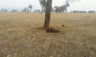 Ćemovsko polje:Pas svezan za drvo ostavljen da umre od žeđi i gladi