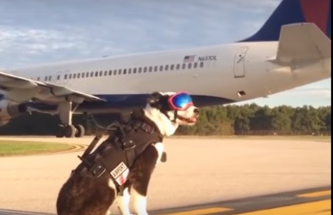 Ovaj pas je zaposlen na aerodromu,i obavlja vrlo bitan posao(VIDEO)