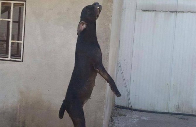 I pse vješaju zar ne?