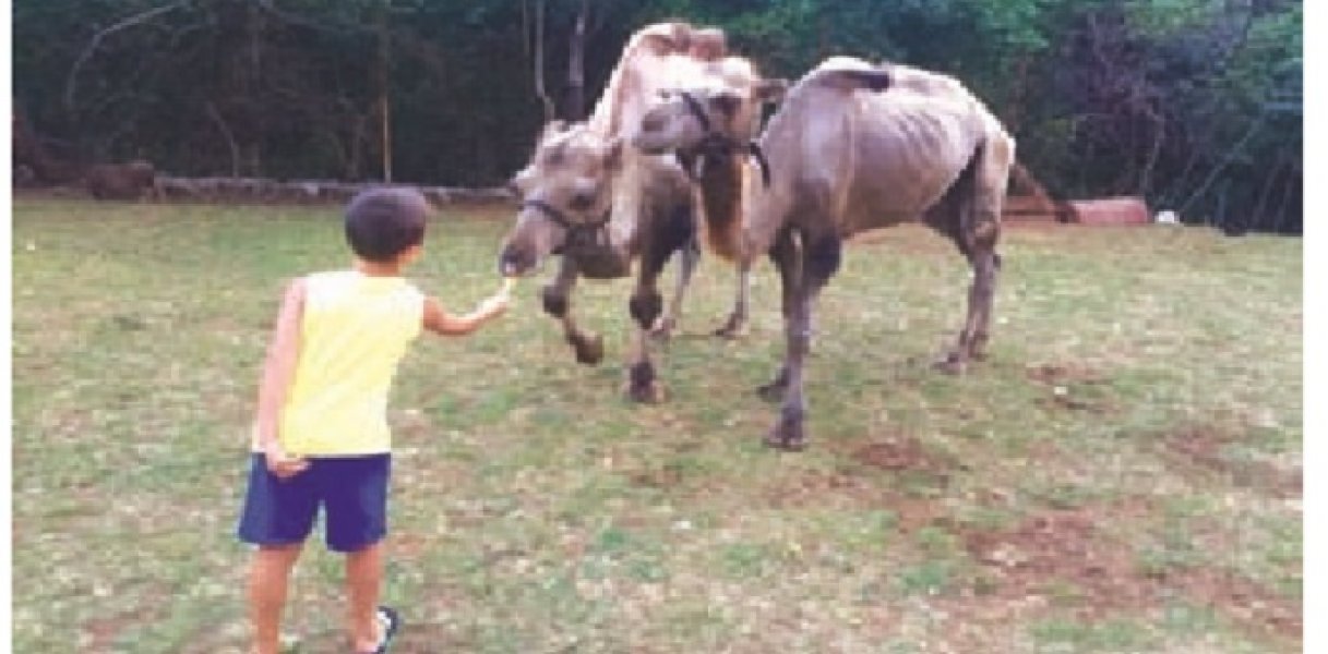 59ac868bc754433496865d580a0a0a64kamilepreview