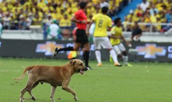 Pas utrčao na teren na meču Kolumbije i Brazila (VIDEO)