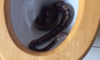 Dječak pošao u toalet, dočekao ga piton (FOTO)