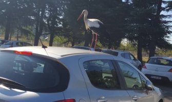 Rode na parkingu KBC-a i ispred Instituta Simo Milošević