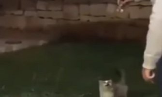 Bjelopoljac se iživljava nad mačkom: Namamio je hranom pa je šutnuo! (VIDEO)