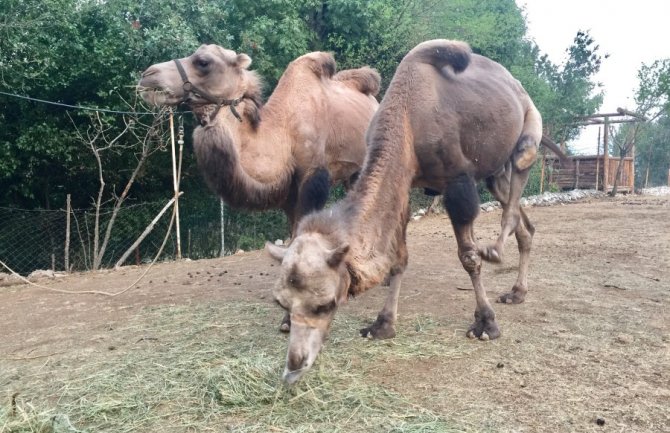 Novi dom kamila: Budimir i Milutin uživaju u Podgorici