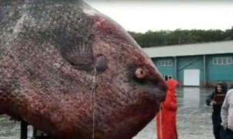 Ribari ulovili džinovsku ribu bucanj od 1.100 kilogram(VIDEO)