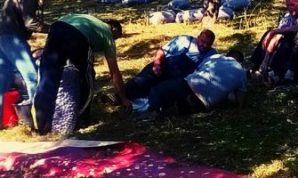 Šljive nema ko da bere (FOTO)