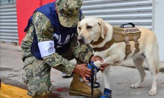 Ženka labradora postala heroj, spasila 52 života nakon zemljotresa