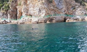 U blizini plaže Mogren viđen Delfin: Kesa na glavi mu otežava disanje i muči se