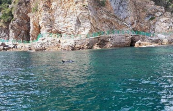 U blizini plaže Mogren viđen Delfin: Kesa na glavi mu otežava disanje i muči se