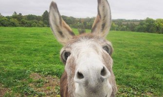 Vlasnici na sudu: Magarac ugrizao auto misleći da je šargarepa (FOTO)