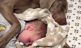 Ova dva psa su bolja od bilo koje dadilje (VIDEO)