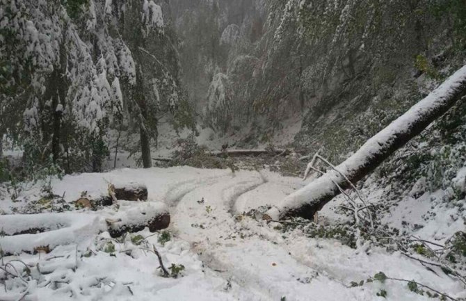 Raščišćen prilazni put do Biogradskog jezera