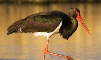 Nikšić posjetile crne rode (FOTO)