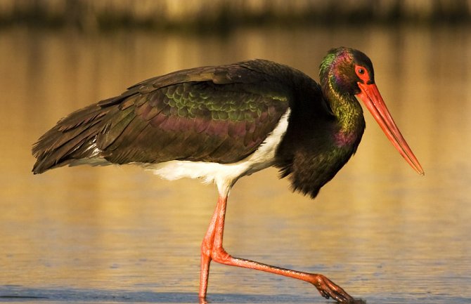 Nikšić posjetile crne rode (FOTO)