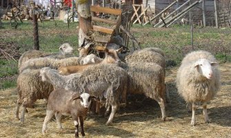 Bijelo Polje: Psi napali stado ovaca 