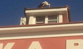 Vratile se rode u Luku Bar